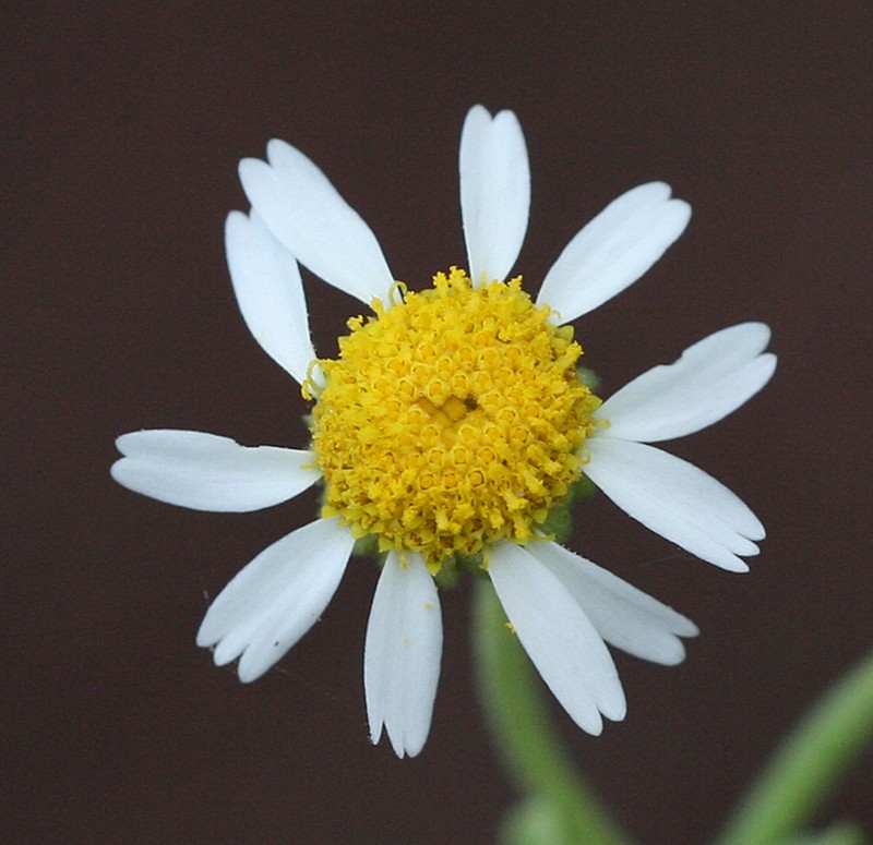 Perityle socorrosensis photo 2
