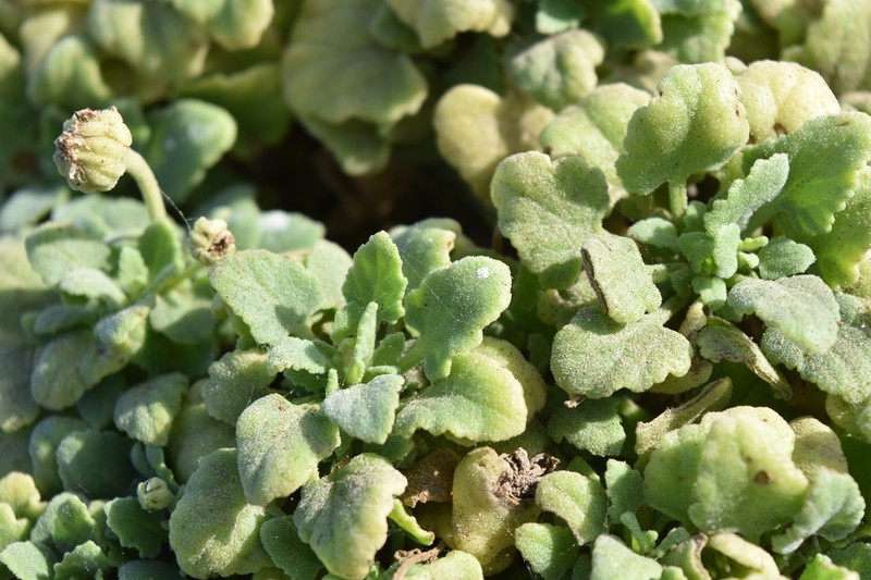 Perityle socorrosensis photo 3