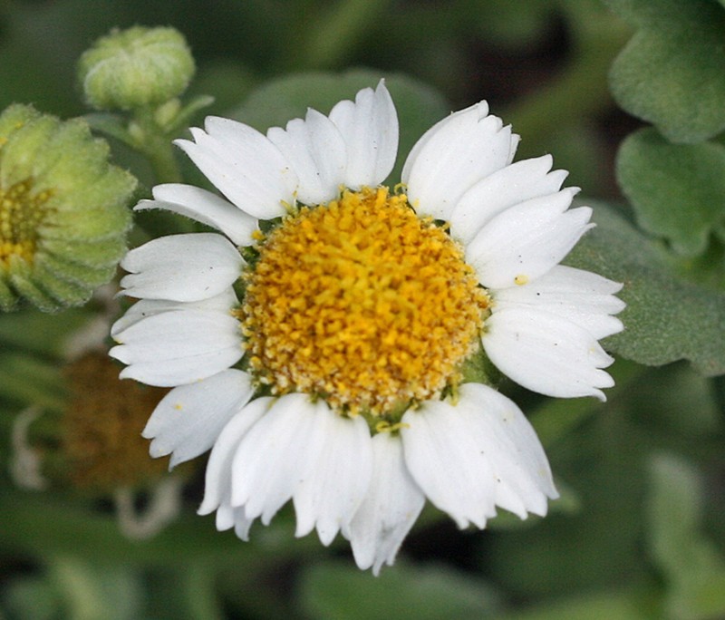 Perityle socorrosensis photo 4