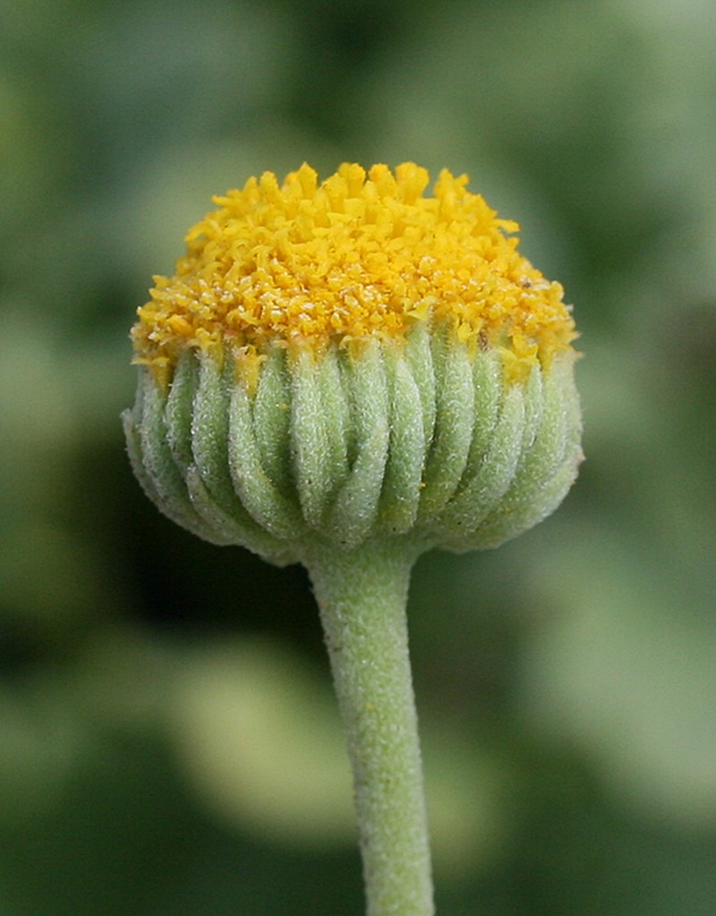 Perityle socorrosensis photo 5
