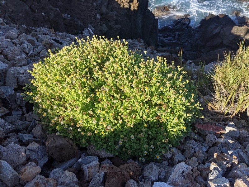 Perityle socorrosensis photo 6