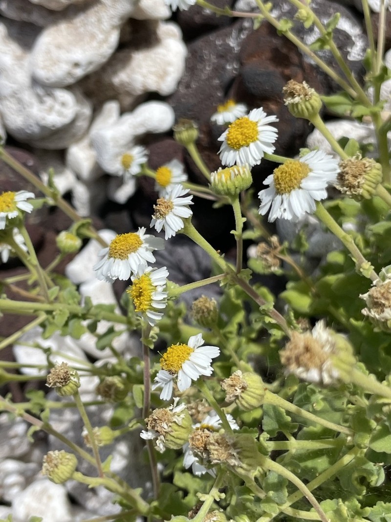 Perityle socorrosensis photo 7