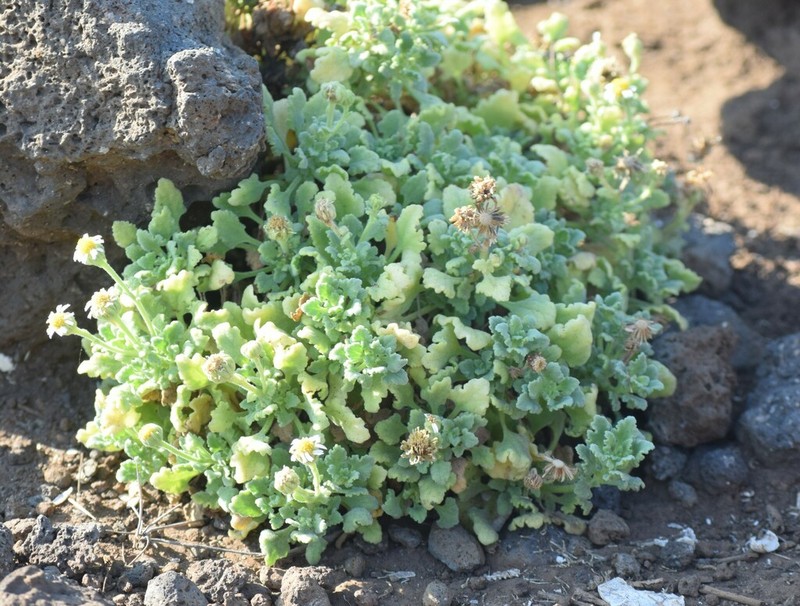 Perityle socorrosensis photo 8