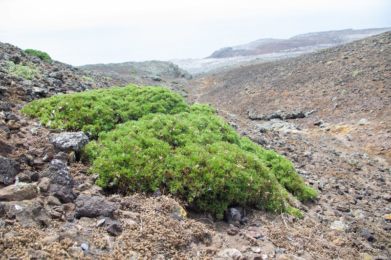 Perityle tenuifolius