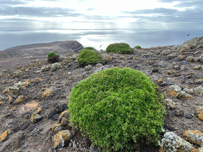 Perityle tenuifolius photo 4