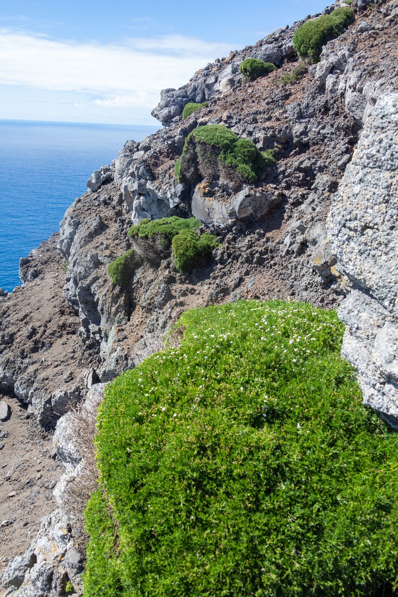 Perityle tenuifolius photo 6