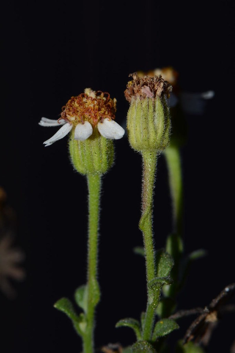 Perityle trichodonta