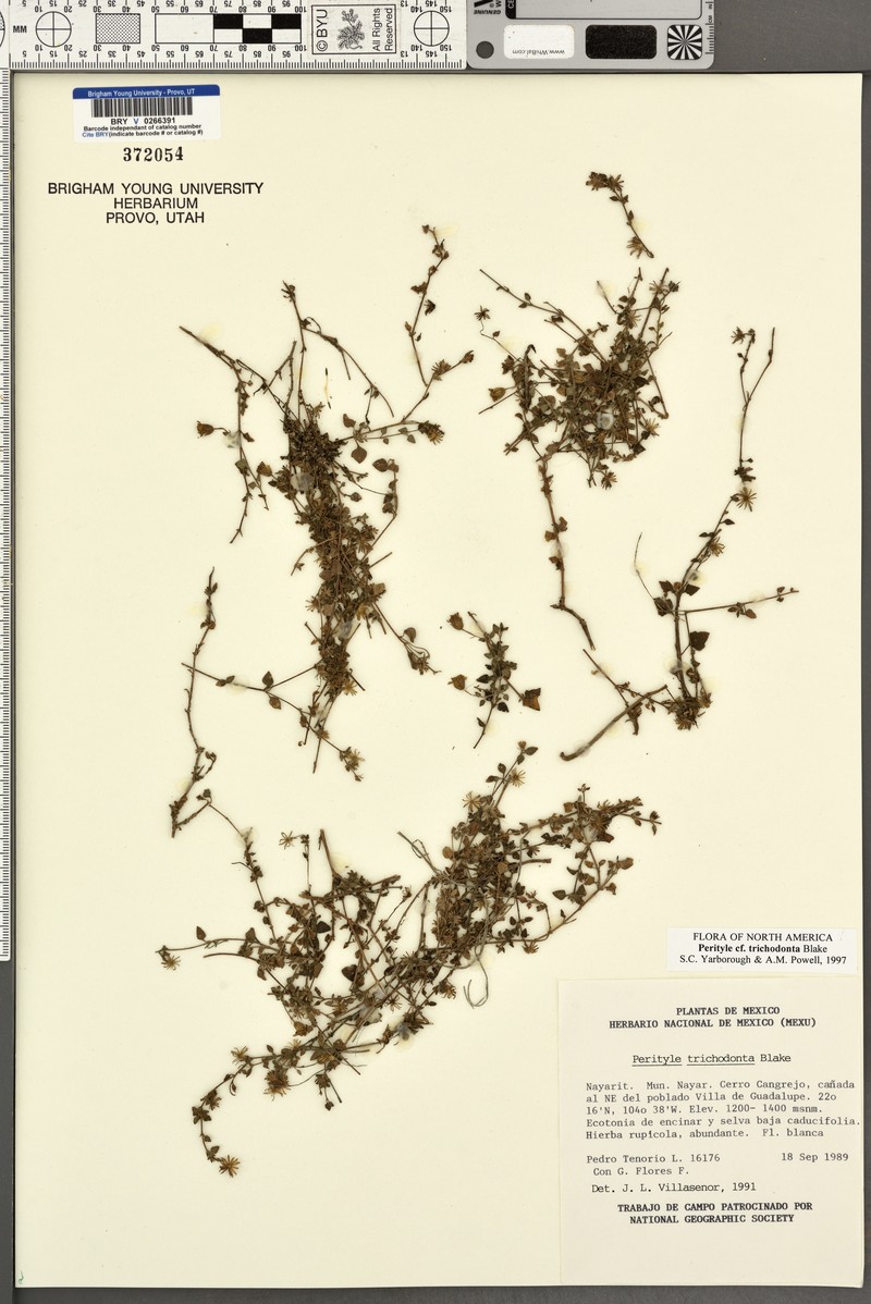 Perityle trichodonta photo 2