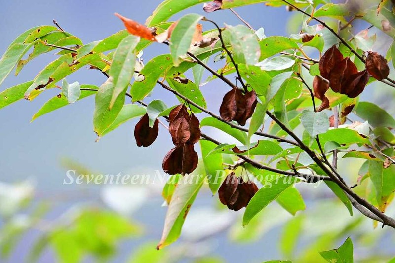 Perkinsiodendron macgregorii