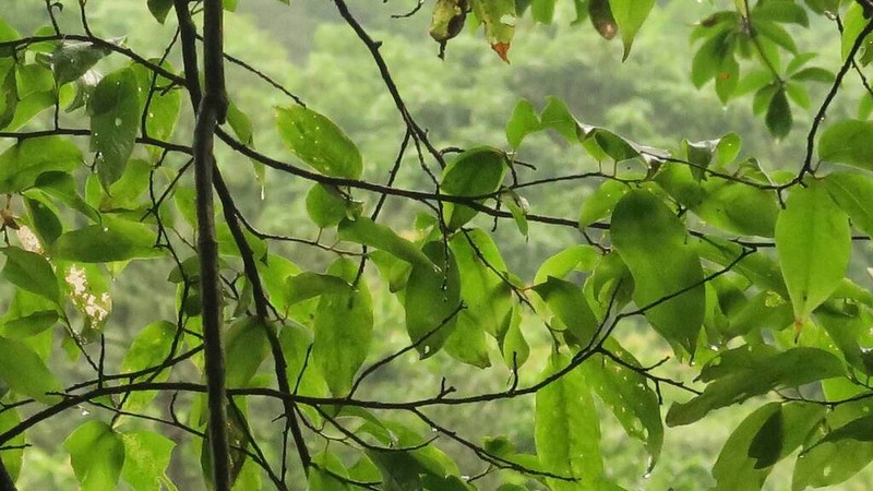 Perkinsiodendron macgregorii photo 2