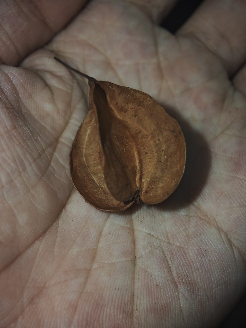 Perkinsiodendron macgregorii photo 3