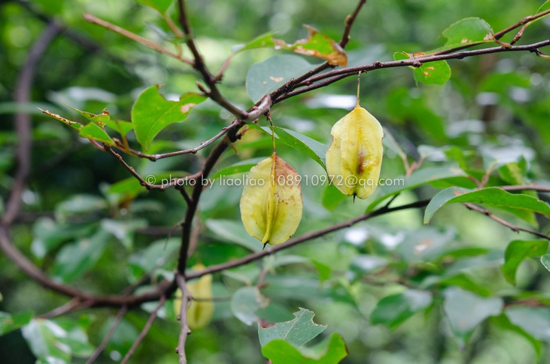 Perkinsiodendron macgregorii photo 4