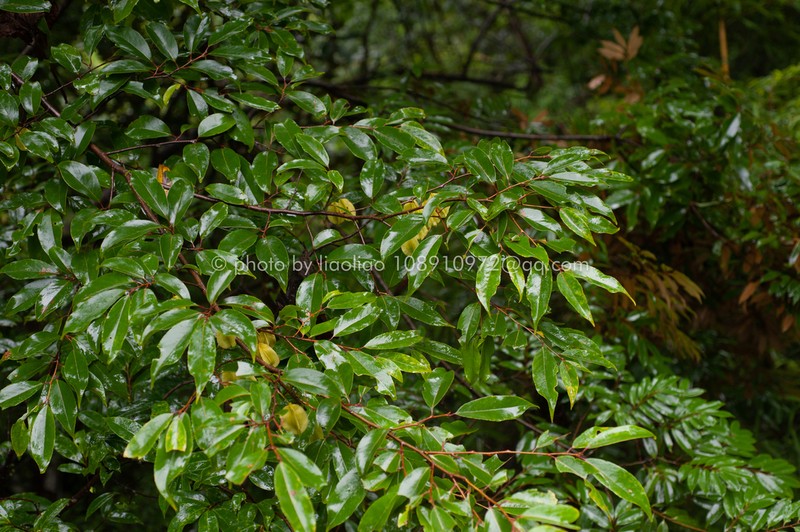 Perkinsiodendron macgregorii photo 5