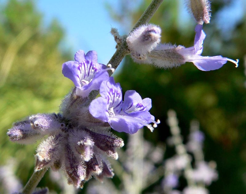 Russian Sage