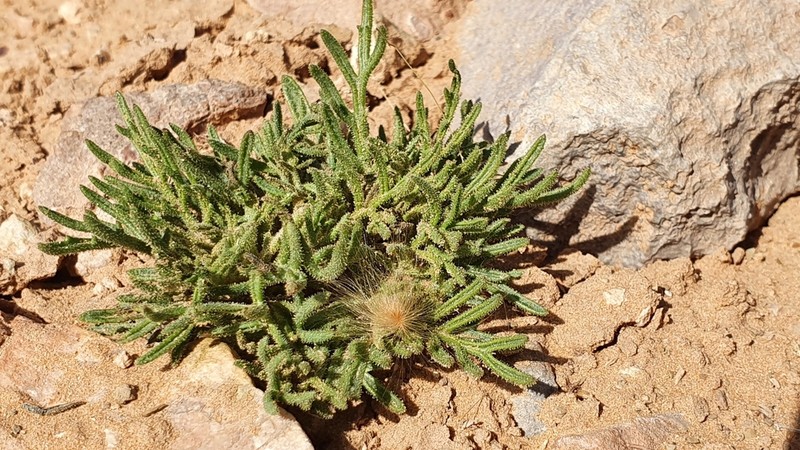 Perralderia coronopifolia