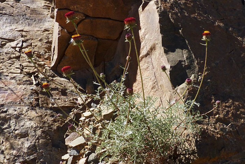 Perralderia coronopifolia photo 2