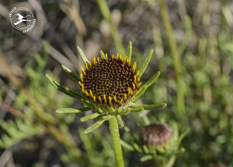 Perralderia coronopifolia photo 3