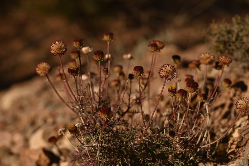 Perralderia coronopifolia photo 4