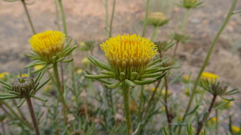 Perralderia coronopifolia photo 5