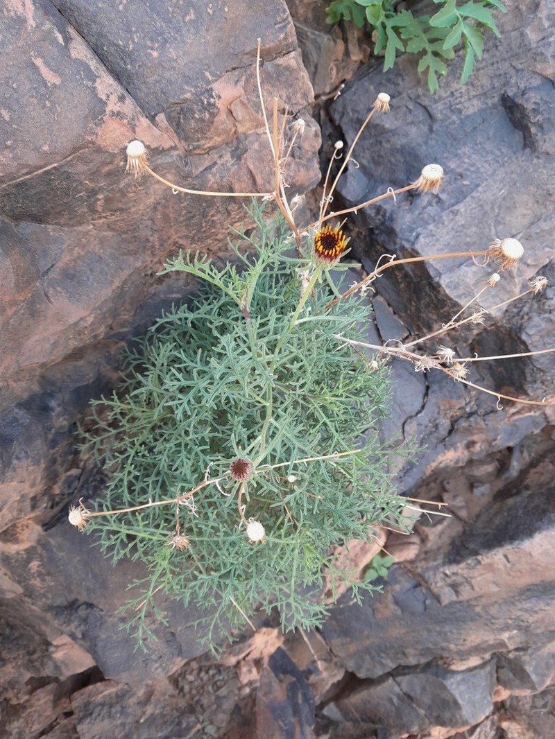 Perralderia coronopifolia photo 6