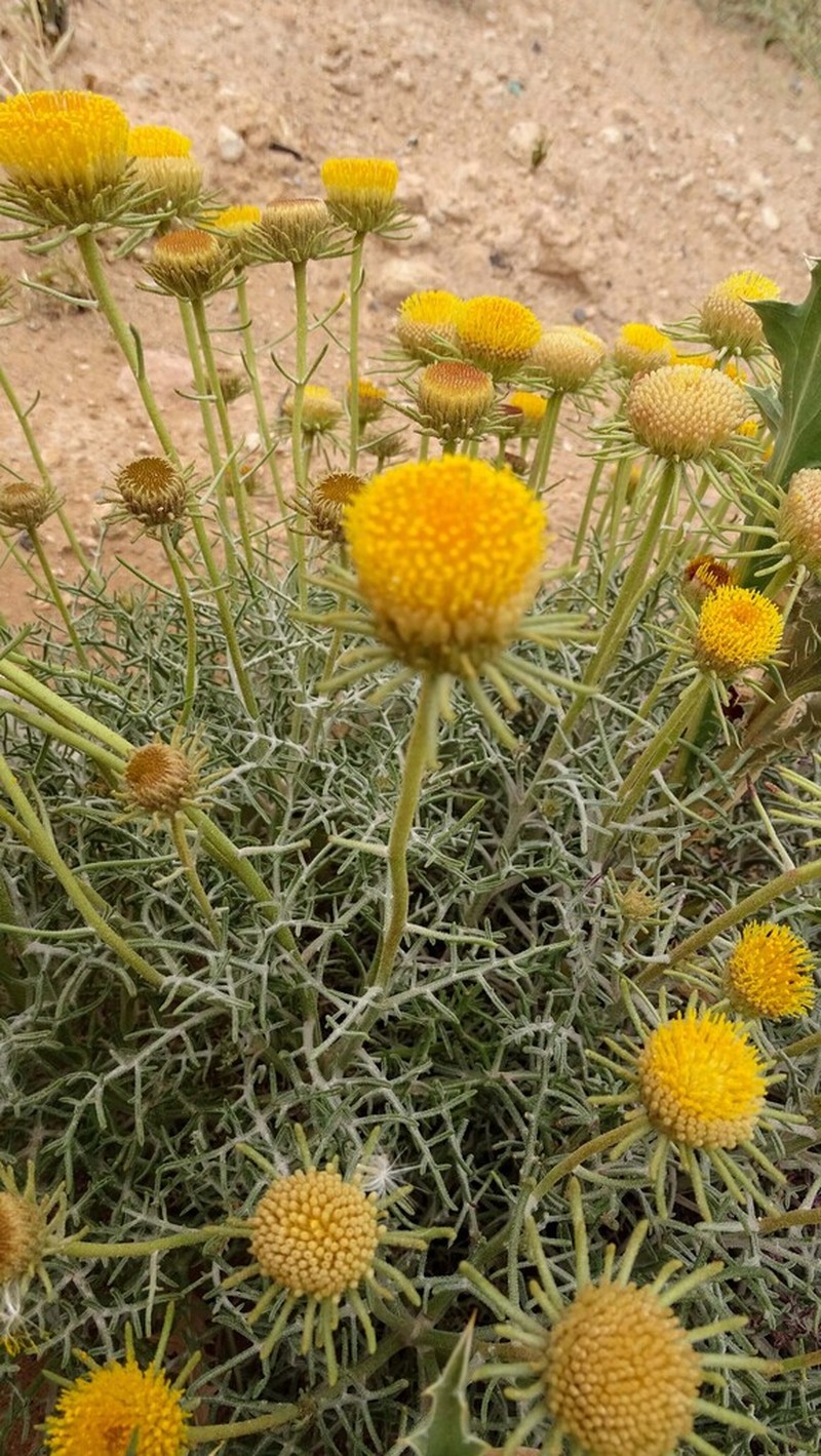 Perralderia coronopifolia photo 7