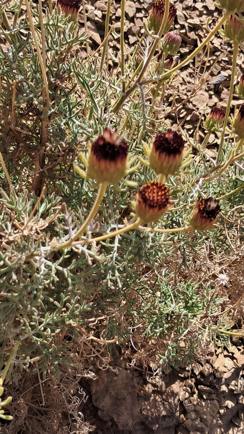 Perralderia coronopifolia photo 8
