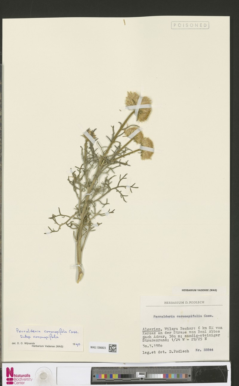 Perralderia coronopifolia subsp. coronopifolia