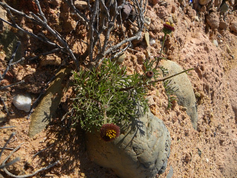 Perralderia coronopifolia subsp. purpurascens
