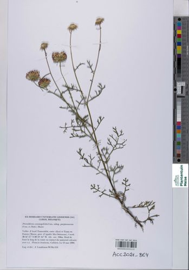 Perralderia coronopifolia subsp. purpurascens photo 2