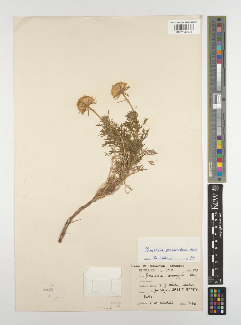 Perralderia garamantum