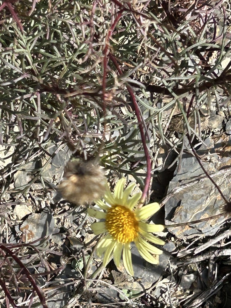 Perralderia paui