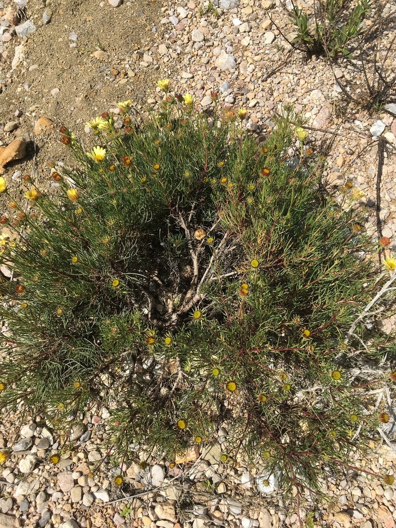 Perralderia paui photo 2