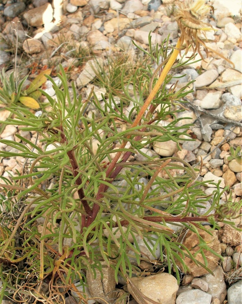 Perralderia paui photo 3