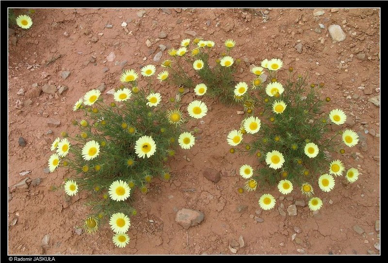 Perralderia paui photo 4