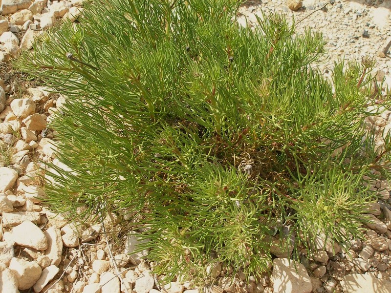 Perralderia paui photo 6