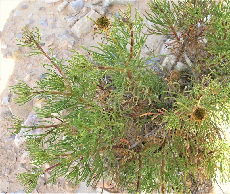 Perralderia paui photo 7