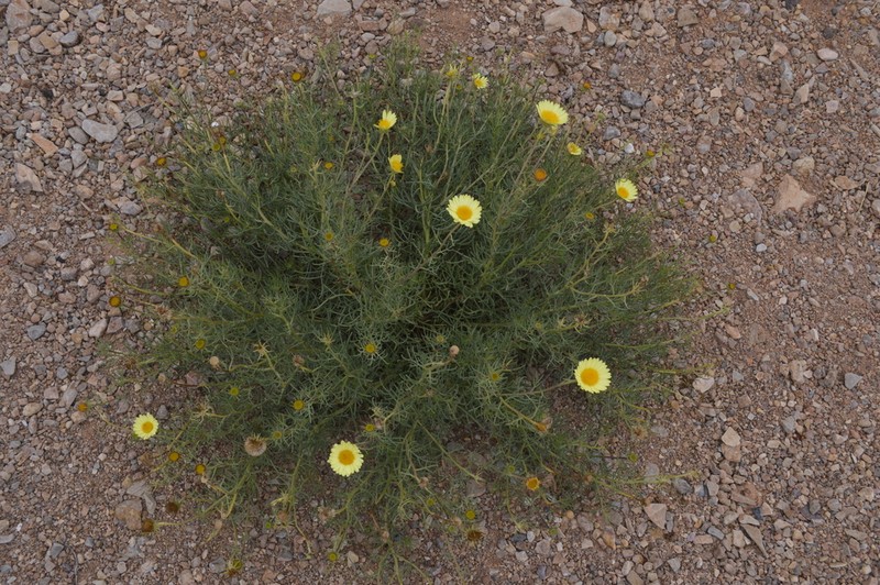 Perralderia paui photo 8