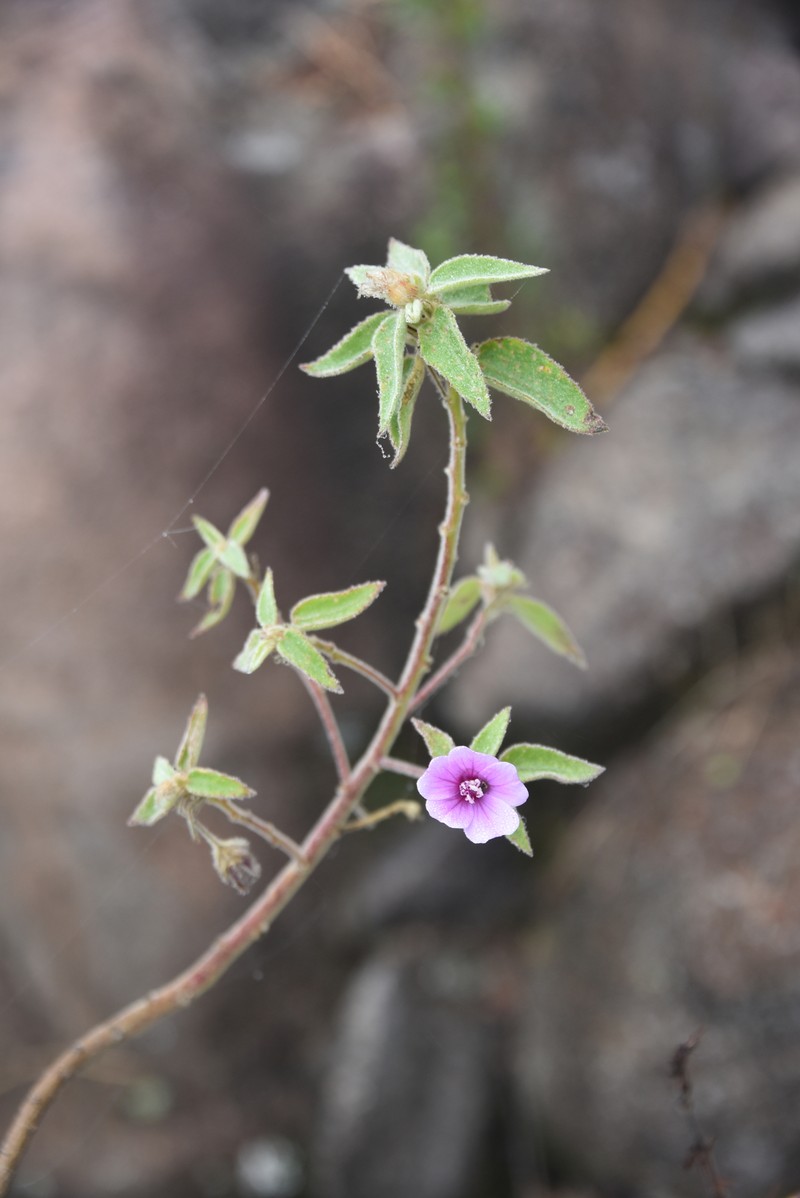 Perrierophytum macranthum
