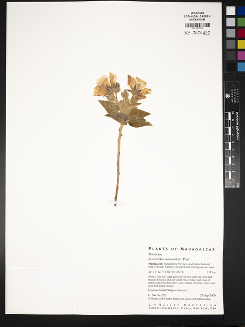 Perrierophytum macranthum photo 4
