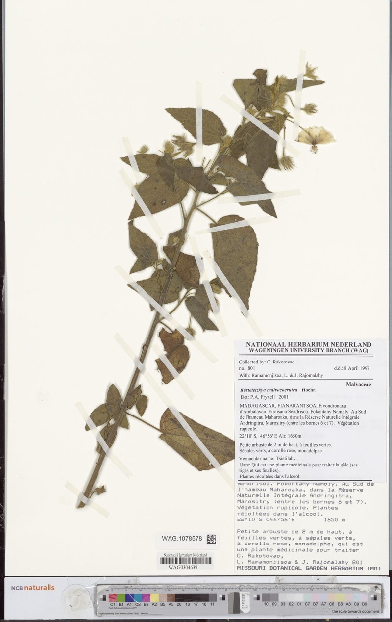 Perrierophytum malvocoeruleum photo 3