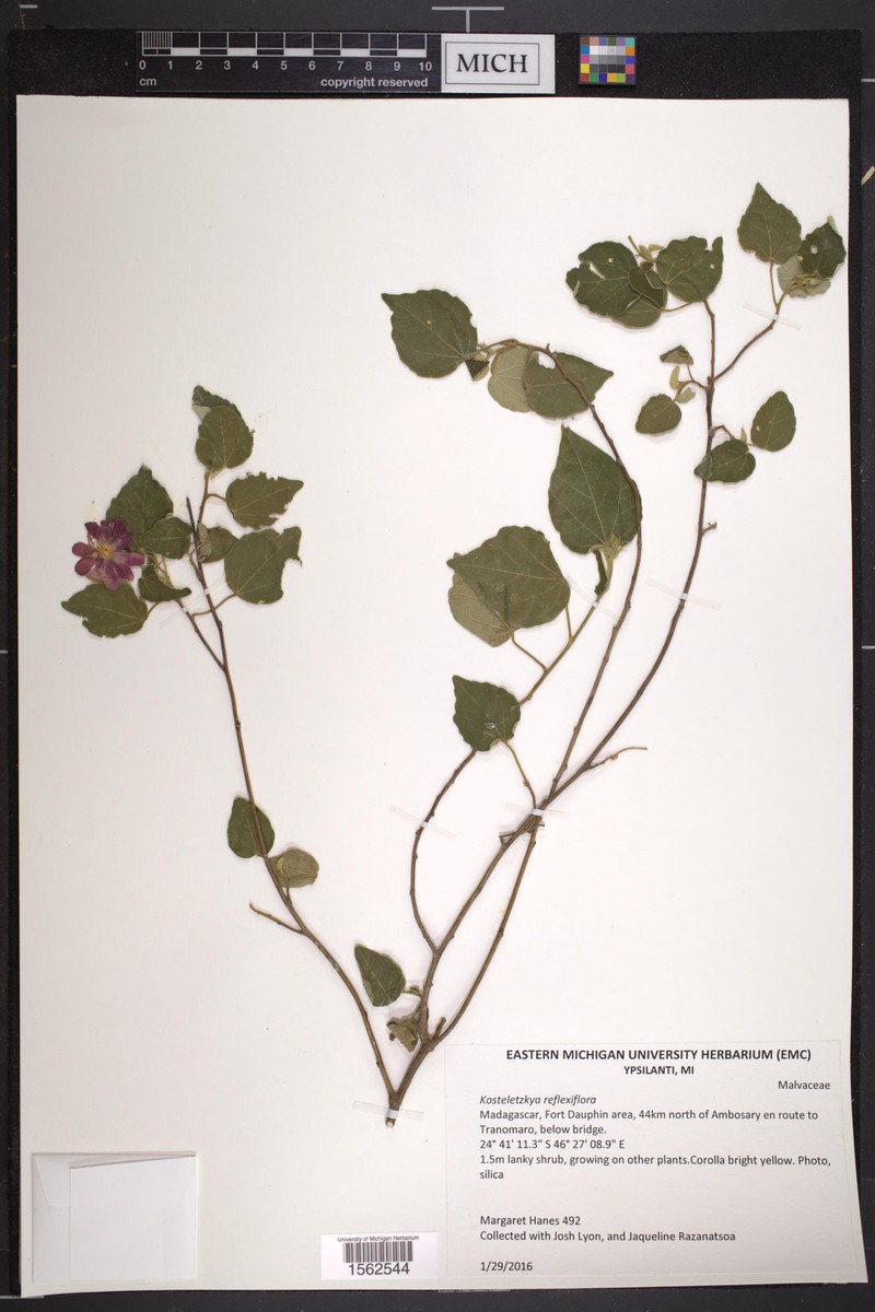 Perrierophytum reflexiflorum photo 2