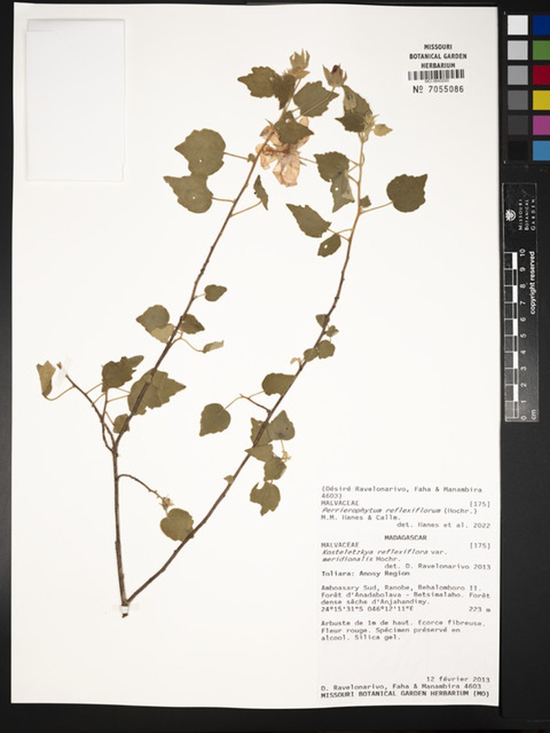 Perrierophytum reflexiflorum photo 4