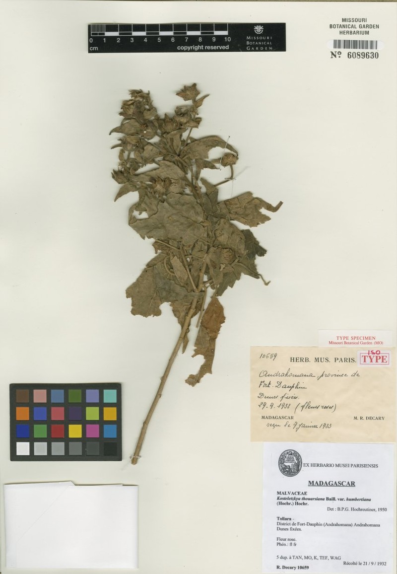 Perrierophytum thouarsianum