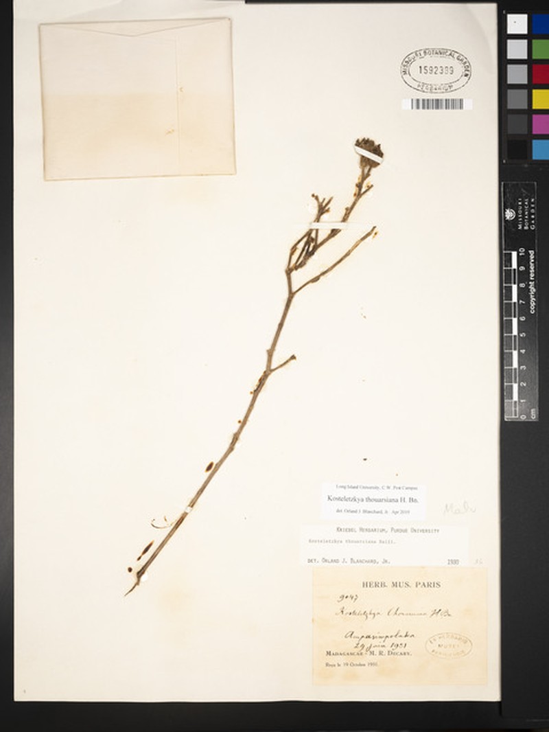 Perrierophytum thouarsianum photo 2