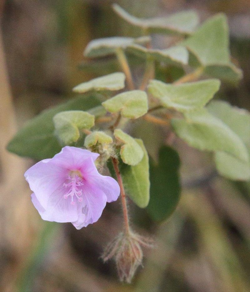 Perrierophytum velutinum