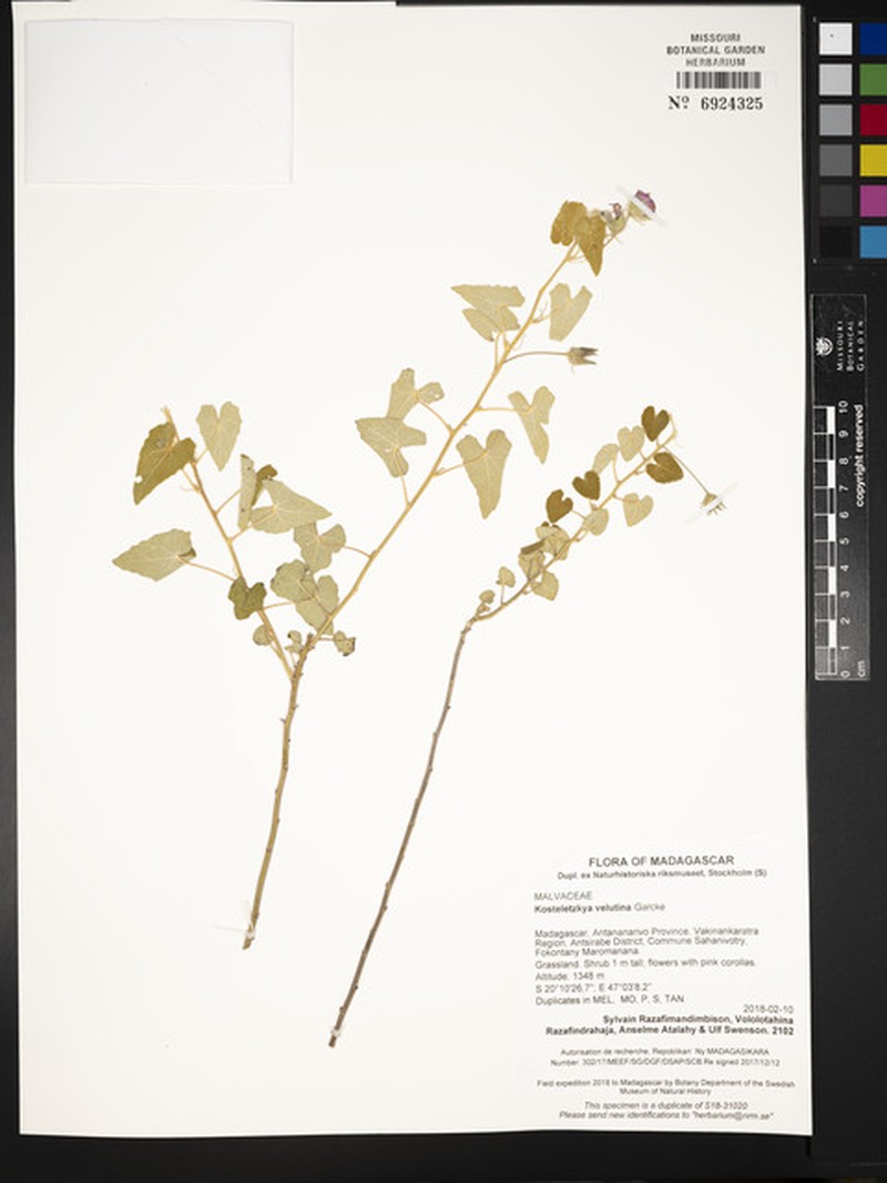 Perrierophytum velutinum photo 4