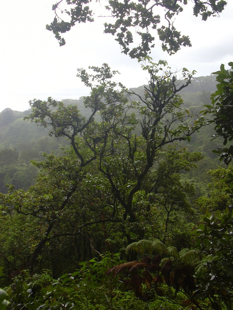 Olomea photo 2