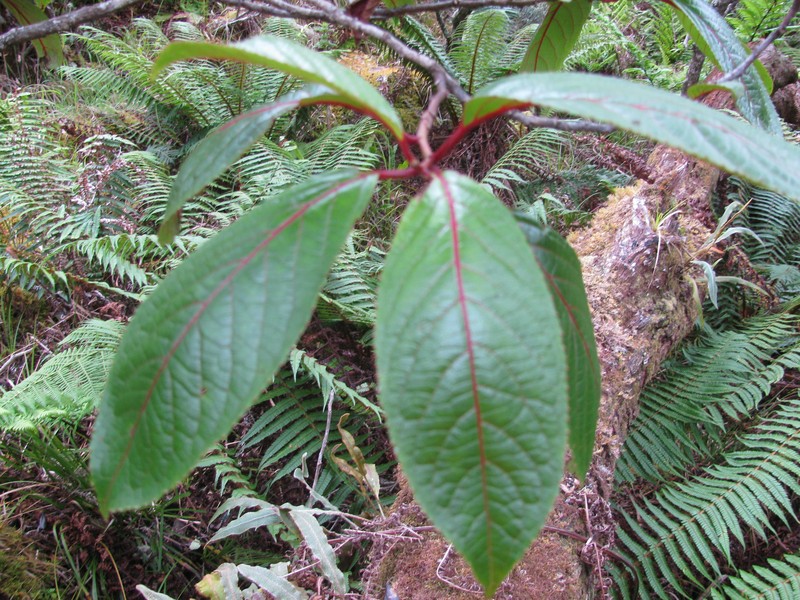 Olomea photo 3
