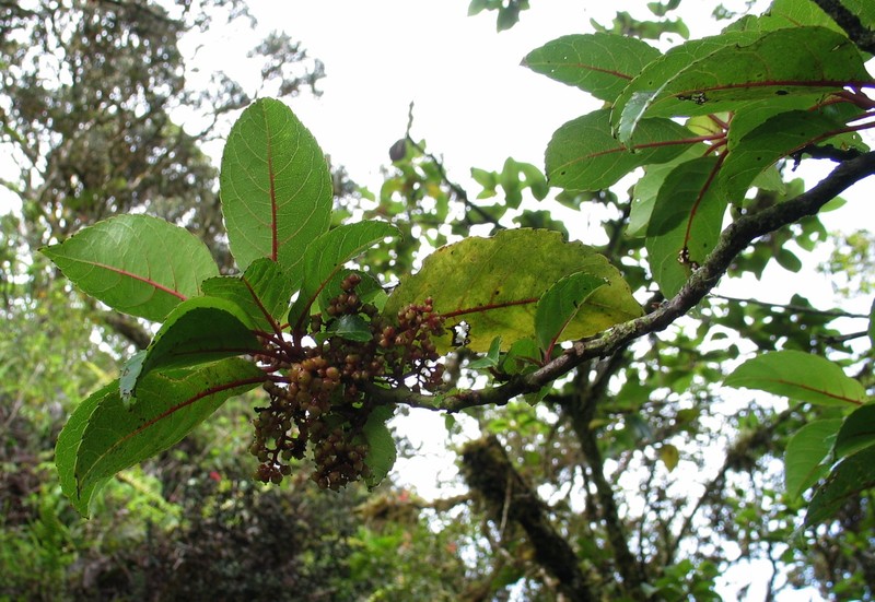 Olomea photo 4