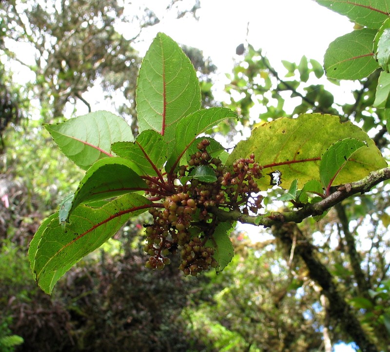 Olomea photo 5